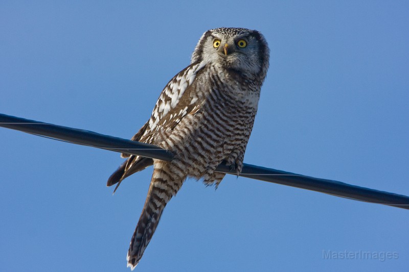 IMG_6658c.jpg - Northern Hawk-Owl (Surnia ulula)
